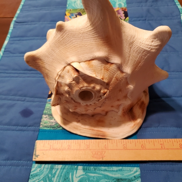 Large Beautiful Natural Conch Shell 9 Inches - Picture 7 of 9